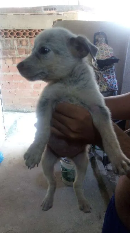Cachorro ra a cão boiadeiro  idade 2 a 6 meses nome mel 