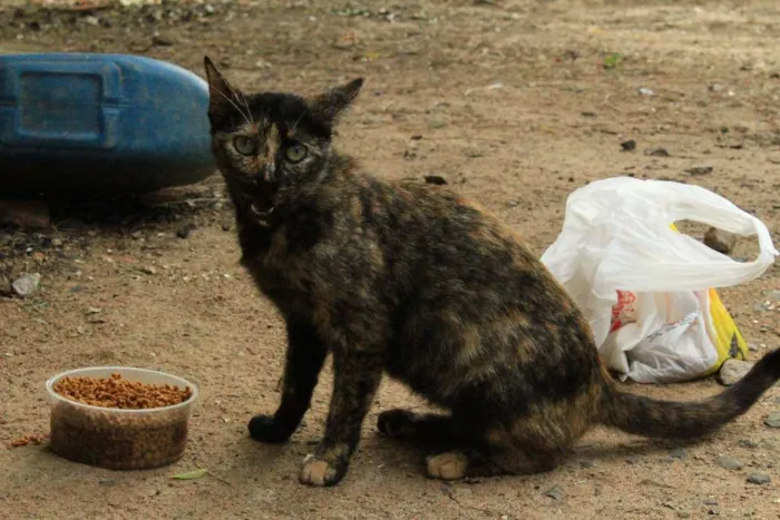 Gato ra a Sem raça definida idade 7 a 11 meses nome Veridiana