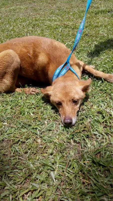Cachorro ra a SRD idade 4 anos nome MALICA