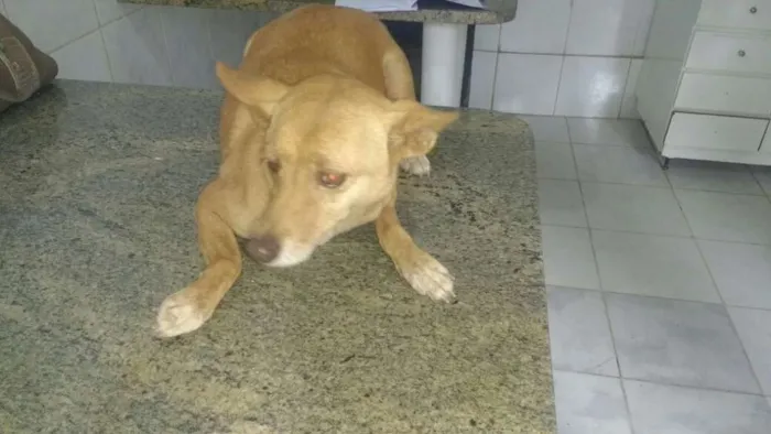 Cachorro ra a SRD idade 4 anos nome MALICA