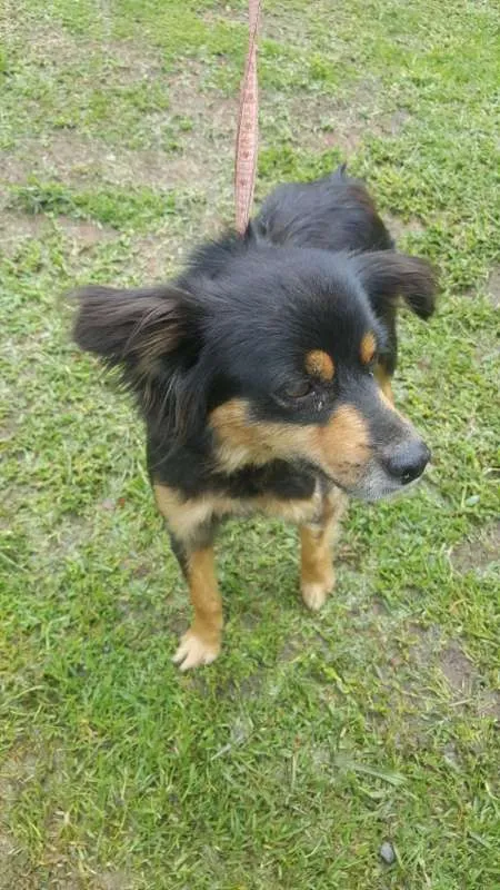 Cachorro ra a SRD idade 4 anos nome MAGALI
