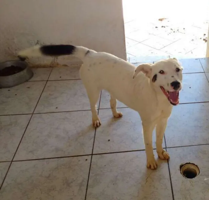Cachorro ra a SRD idade 3 anos nome RASSAN