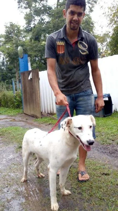 Cachorro ra a SRD idade 3 anos nome RASSAN
