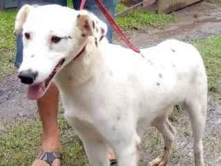 Cachorro ra a SRD idade 3 anos nome RASSAN