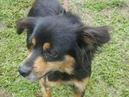 Cachorro ra a SRD idade 4 anos nome MAGALI