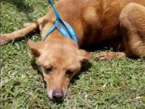 Cachorro raça SRD idade 4 anos nome MALICA