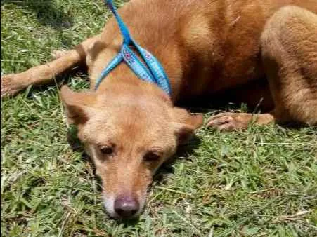 Cachorro ra a SRD idade 4 anos nome MALICA