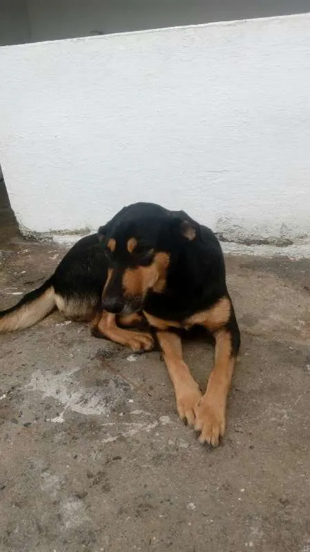 Cachorro ra a SRD idade 3 anos nome KESSY