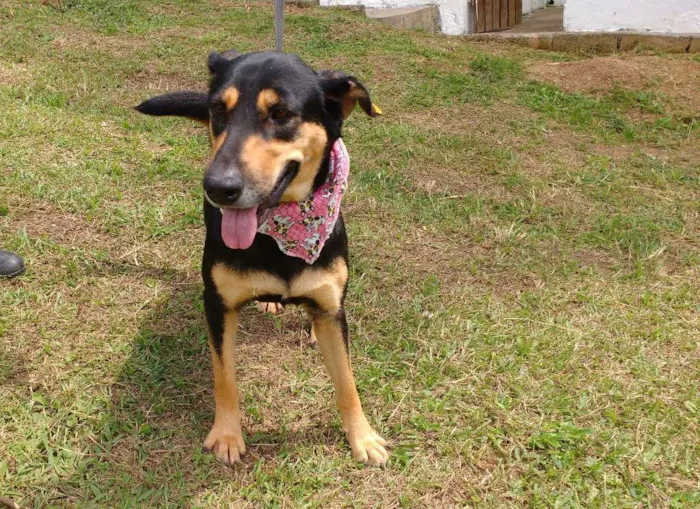Cachorro ra a SRD idade 3 anos nome KESSY