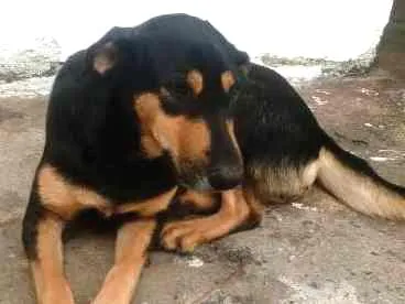 Cachorro ra a SRD idade 3 anos nome KESSY