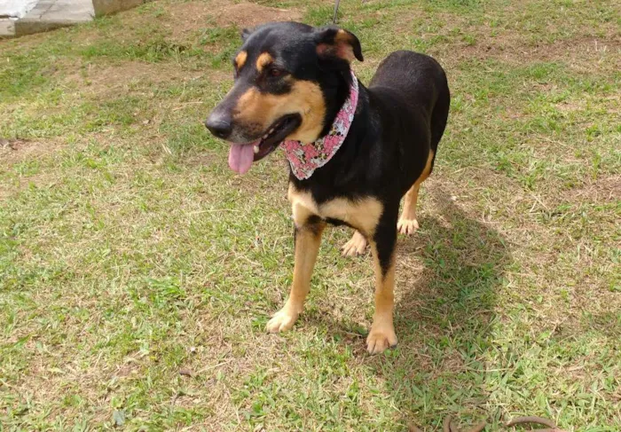 Cachorro ra a SRD idade 3 anos nome KESSY