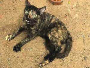 Gato raça Sem raça definida idade 7 a 11 meses nome Veridiana