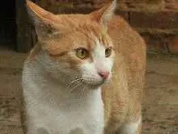 Gato raça Sem raça definida idade 2 a 6 meses nome Alemão