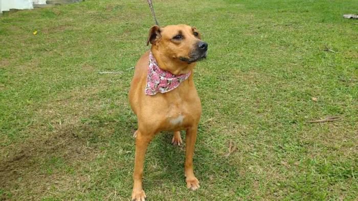 Cachorro ra a SRD idade 4 anos nome GORDA