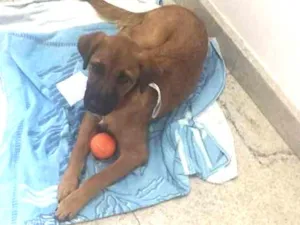 Cachorro raça Vira-Lata idade 7 a 11 meses nome Caramelo 