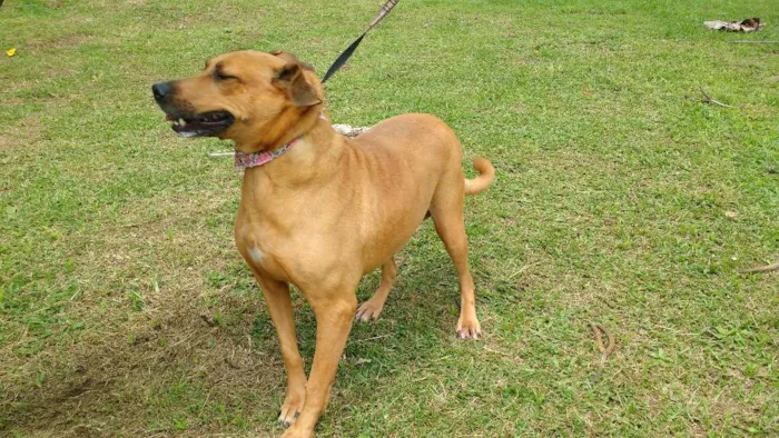 Cachorro ra a SRD idade 4 anos nome GORDA