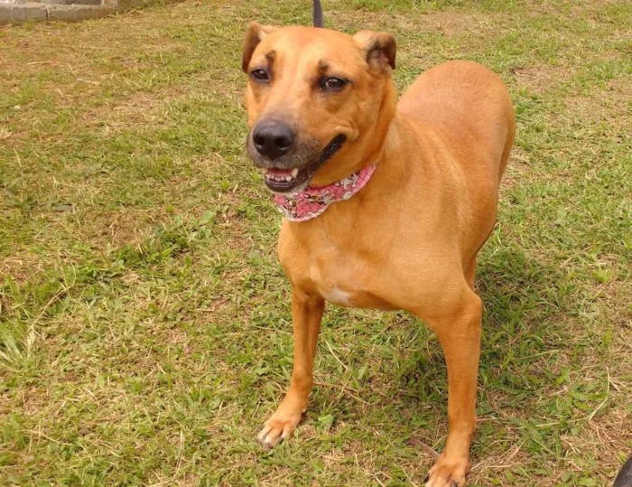 Cachorro ra a SRD idade 4 anos nome GORDA