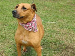 Cachorro raça SRD idade 4 anos nome GORDA