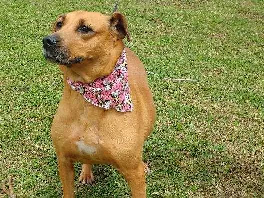 Cachorro ra a SRD idade 4 anos nome GORDA