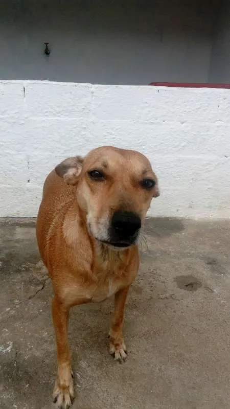 Cachorro ra a SRD idade 3 anos nome DONDOCA