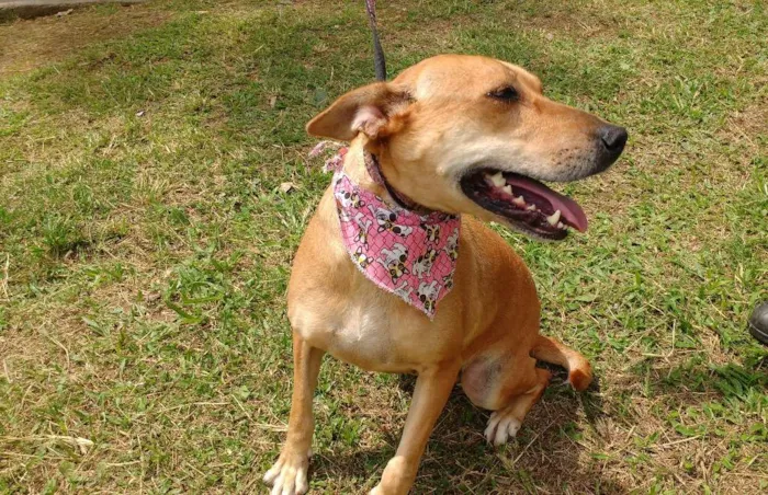 Cachorro ra a SRD idade 3 anos nome DONDOCA