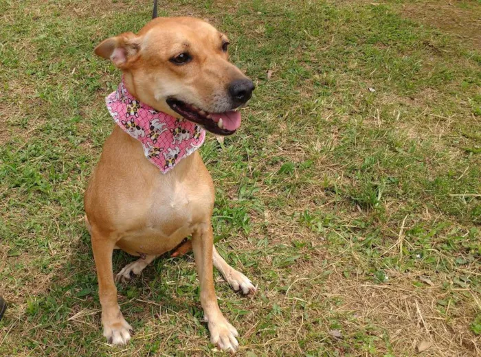 Cachorro ra a SRD idade 3 anos nome DONDOCA