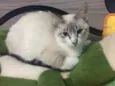Neném