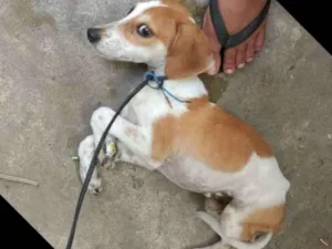 Cachorro raça Srd idade 7 a 11 meses nome ?