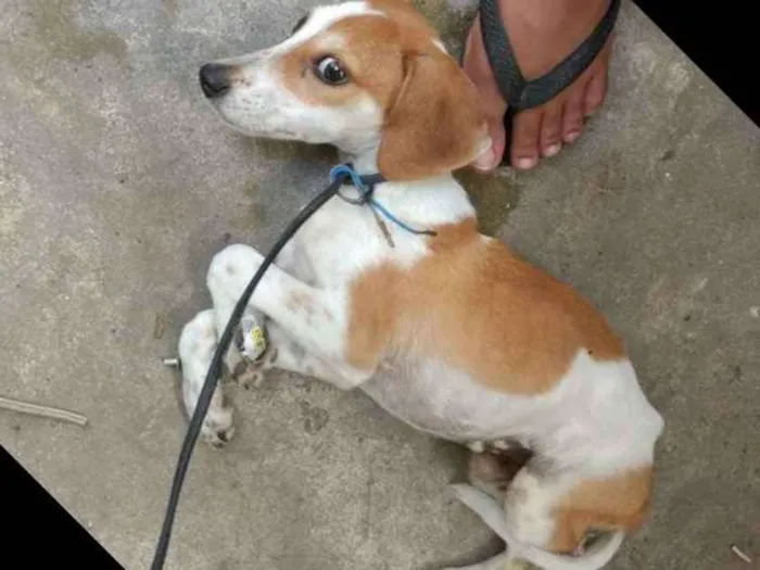 Cachorro ra a Srd idade 7 a 11 meses nome ?