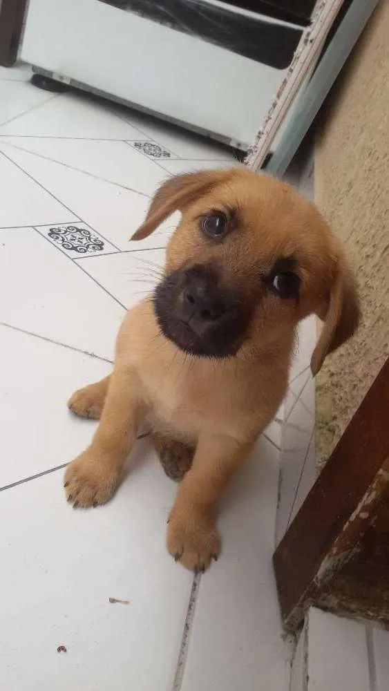 Cachorro ra a ... idade 2 a 6 meses nome ...