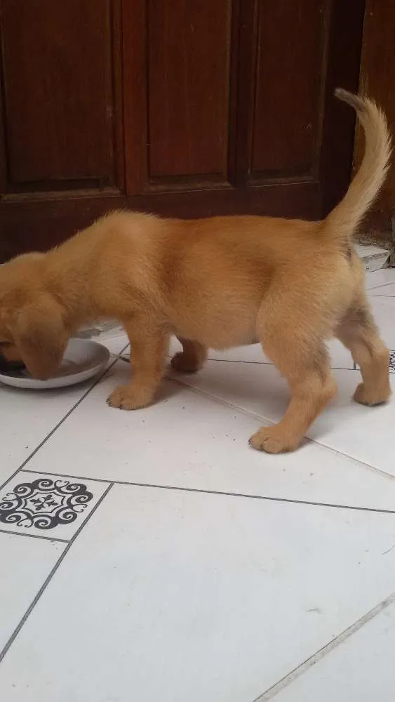 Cachorro ra a ... idade 2 a 6 meses nome ...