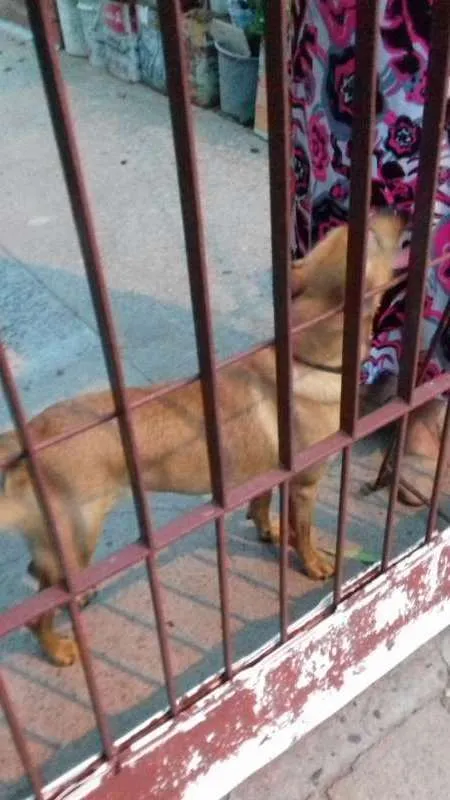 Cachorro ra a  idade 1 ano nome Lulu