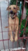 Lady