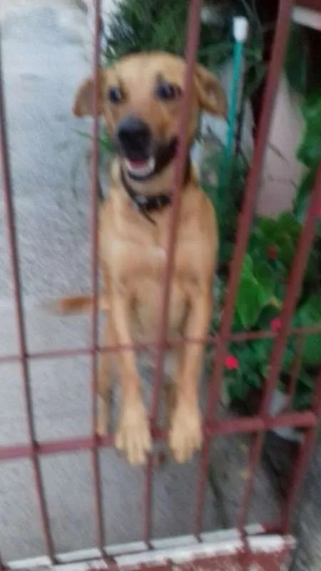 Cachorro ra a  idade 1 ano nome Lady