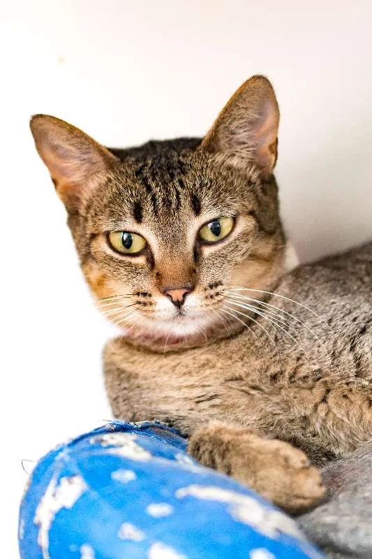 Gato ra a  idade 7 a 11 meses nome Ciça