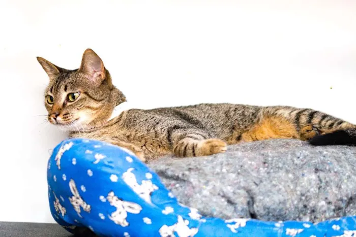 Gato ra a  idade 7 a 11 meses nome Ciça