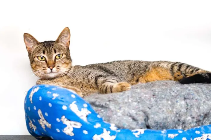 Gato ra a  idade 7 a 11 meses nome Ciça