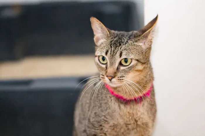 Gato ra a  idade 7 a 11 meses nome Ciça