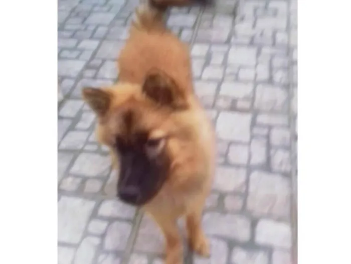 Cachorro ra a chow chow idade 7 a 11 meses nome sem nome