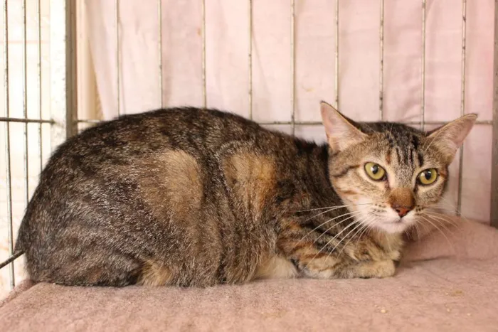 Gato ra a SRD idade 1 ano nome Rosita