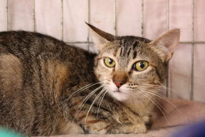 Gato ra a SRD idade 1 ano nome Rosita