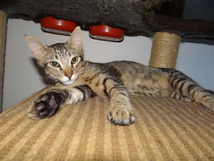 Gato ra a SRD idade 3 anos nome Jonas