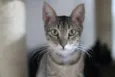 Jonas