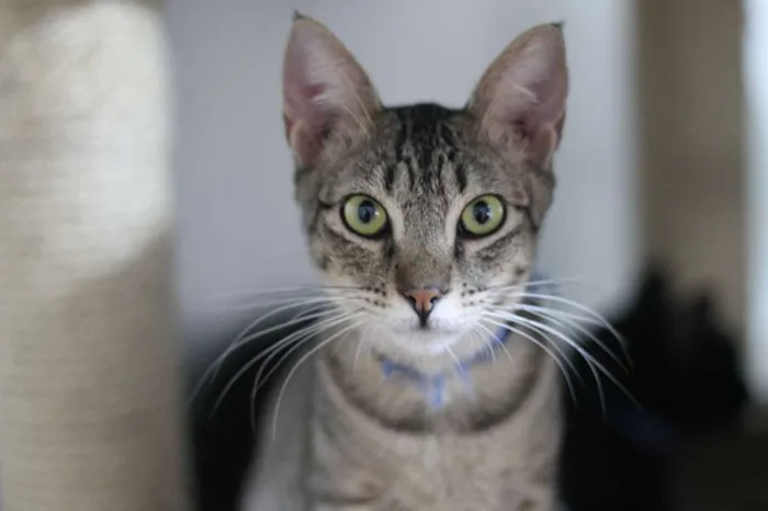 Gato ra a SRD idade 3 anos nome Jonas