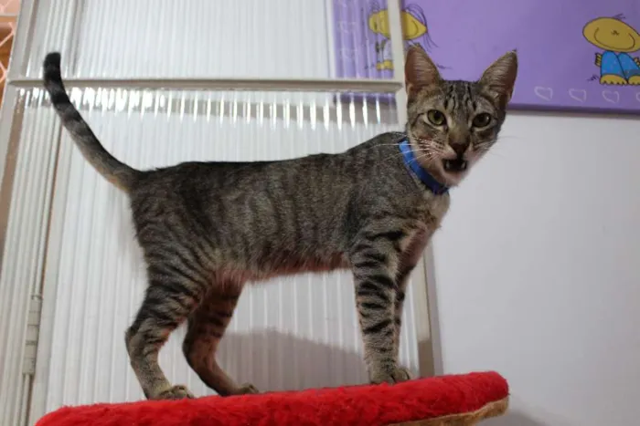Gato ra a SRD idade 3 anos nome Jonas