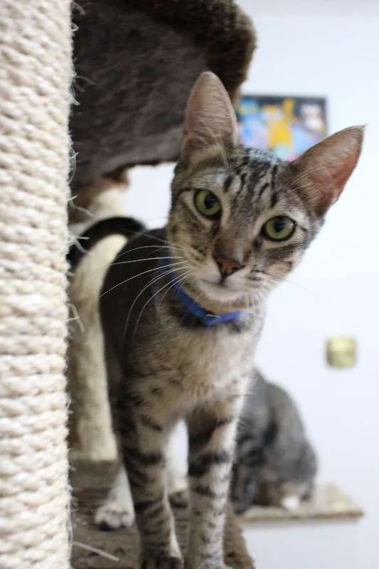Gato ra a SRD idade 3 anos nome Jonas