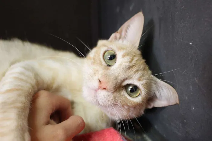 Gato ra a  idade 3 anos nome Cremosa
