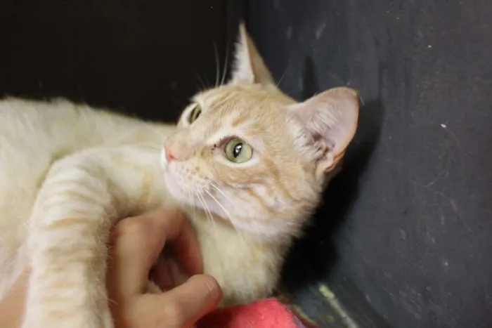 Gato ra a  idade 3 anos nome Cremosa