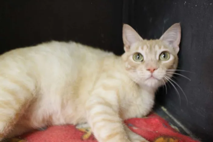 Gato ra a  idade 3 anos nome Cremosa