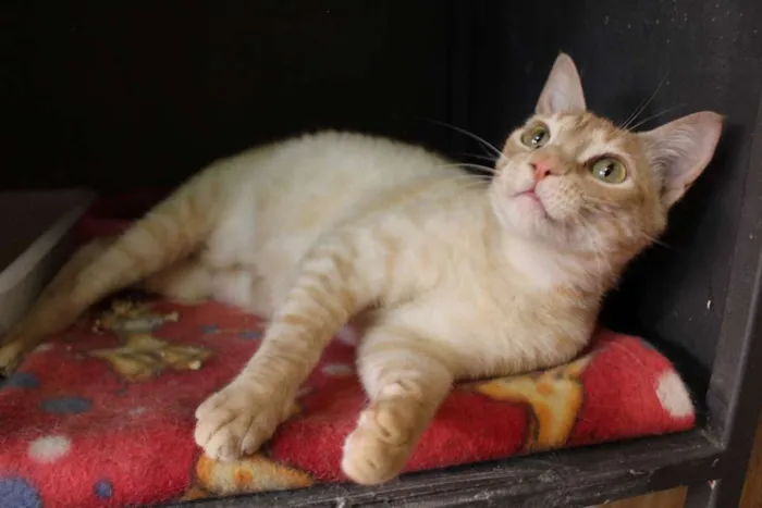 Gato ra a  idade 3 anos nome Cremosa